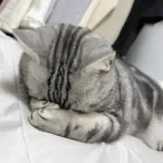 あやかの画像