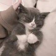 てぃあらの画像