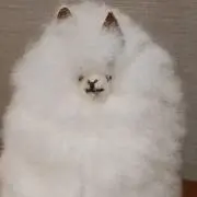 ゆうまるの画像