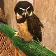 まりもの画像