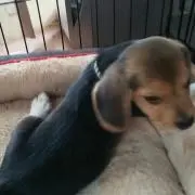 ほたる