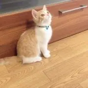ミチコ