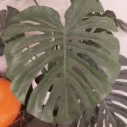 おかかの画像