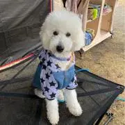 ほうき星