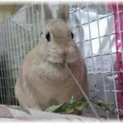 waka