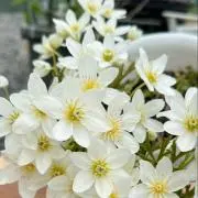 Garden'z❣️おまけ付き☘️