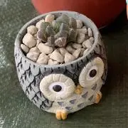 くまよんの画像
