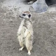 ぴぴの画像
