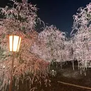 あり