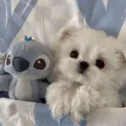 なつの画像