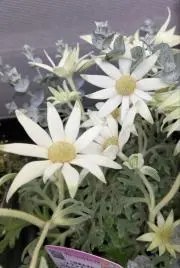 FAIRY WHITEの画像