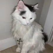 xの画像