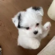 みくりん