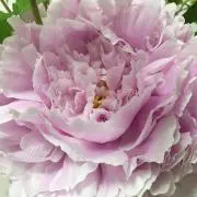 カーネーションの画像