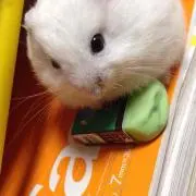 ケイコ