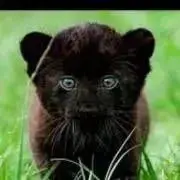 Kii