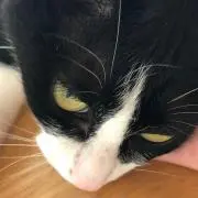 mamの画像