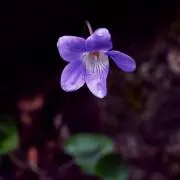 菫