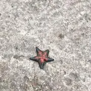 ヒとデの画像