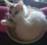 よこたん