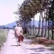 ノラの画像