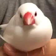 花子の画像