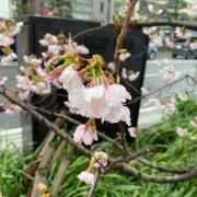 りんたまの画像