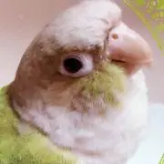 薫