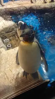 はちおん