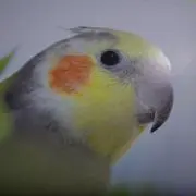 toriton