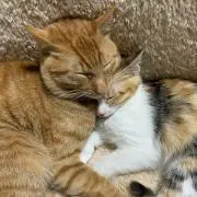 エコタン