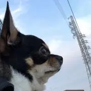 ちくわ