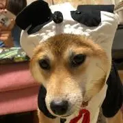 なつの画像