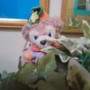 きーちゃんの画像
