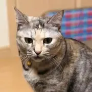 いずみ