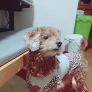 愛犬@サスケ
