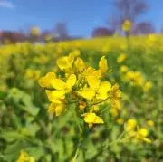 HDMIケーブル :プロフ必読の画像