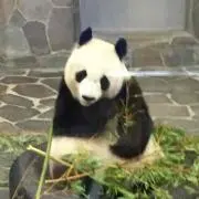 りゅう　購入前にコメントお願いしますの画像
