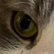 よっちゃんの画像
