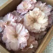 kamisouninの画像