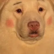 ピザの画像