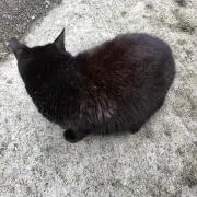 とらまるの画像