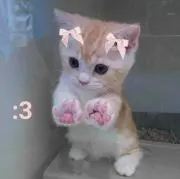 にこちゃんの画像