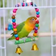 るりの画像