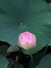 TMC