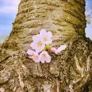 Fの画像