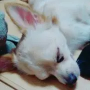 りな