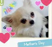 ここ♥の画像