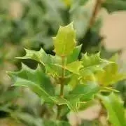 柊【プロフ見てね】の画像