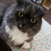ゆのかの画像